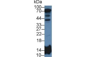 Western Blotting (WB) image for anti-Histone H2B Type 2-E (HIST2H2BE) (AA 2-126) antibody (ABIN1980427)