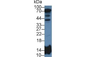 Western Blot; Sample: Human Liver lysate; Primary Ab: 2µg/mL Rabbit Anti-Human HIST2H2BE Antibody Second Ab: 0.