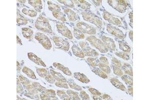 Immunohistochemistry of paraffin-embedded Mouse stomach using MSMB Polyclonal Antibody at dilution of 1:100 (40x lens). (MSMB Antikörper)