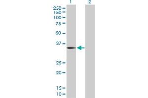 Western Blotting (WB) image for anti-Wingless-Type MMTV Integration Site Family, Member 9B (WNT9B) (AA 1-329) antibody (ABIN521395)
