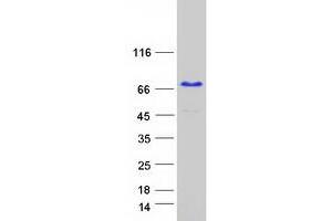 Validation with Western Blot (KHDRBS2 Protein (Myc-DYKDDDDK Tag))