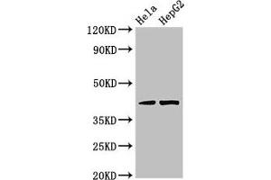 Western Blot Positive WB detected in: Hela whole cell lysate, HepG2 whole cell lysate All lanes: PRKACG antibody at 3. (PRKACG Antikörper  (Catalytic Subunit gamma))