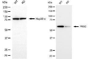 Western blotting analysis using PKM2 antibody (ABIN7800085).