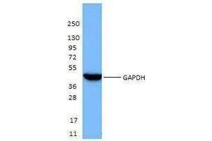 Western Blotting (WB) image for anti-Glyceraldehyde-3-Phosphate Dehydrogenase (GAPDH) antibody (ABIN2666338) (GAPDH Antikörper)
