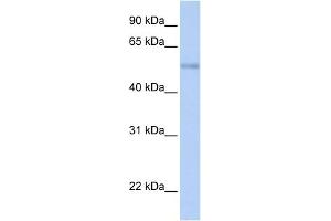 WB Suggested Anti-ZNF434 Antibody Titration:  0. (Zinc Finger and SCAN Domain Containing 32 (ZSCAN32) (N-Term) Antikörper)