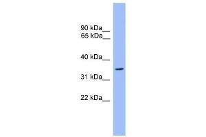 Western Blot showing OR2C3 antibody used at a concentration of 1. (OR2C3 Antikörper  (C-Term))