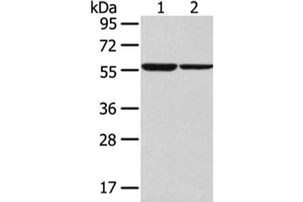 SLC7A11 Antikörper
