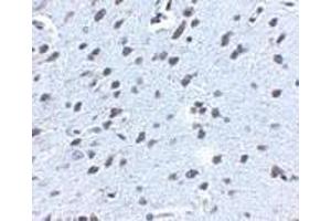 Immunohistochemistry of APP in mouse brain tissue with APP antibody at 2. (APP Antikörper  (N-Term))