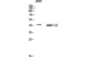 Western Blot (WB) analysis of 293T lysis using MKP-1/2 antibody.