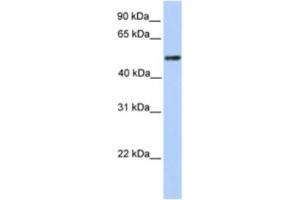 Western Blotting (WB) image for anti-Zinc Finger and BTB Domain Containing 9 (ZBTB9) antibody (ABIN2461995) (ZBTB9 Antikörper)