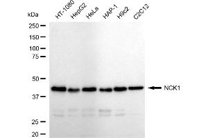 Western blotting analysis using NCK1 antibody (ABIN7799562).