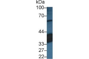 Western Blot; Sample: Porcine Eye lysate; Primary Ab: 3µg/ml Rabbit Anti-Human RLBP1 Antibody Second Ab: 0. (RLBP1 Antikörper  (AA 1-317))