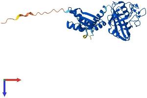 PPIL6 Protein (AA 1-311) (His tag)