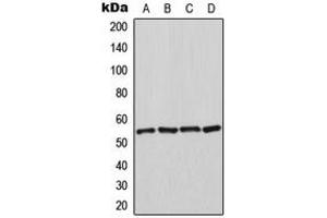 Western blot analysis of HSPA14 expression in K562 (A), HeLa (B), NIH3T3 (C), rat kidney (D) whole cell lysates. (HSPA14 Antikörper  (C-Term))