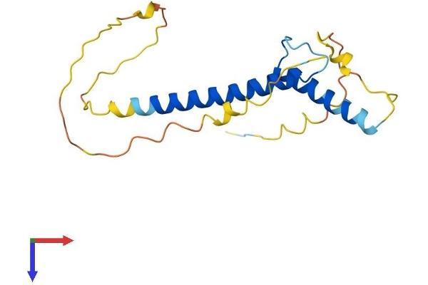 TCF21 Protein (AA 1-179) (His tag)