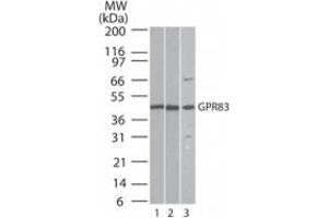 Image no. 3 for anti-G Protein-Coupled Receptor 83 (GPR83) (AA 200-250) antibody (ABIN207664) (GPR83 Antikörper  (AA 200-250))