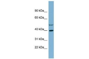 IDH3A antibody used at 1 ug/ml to detect target protein. (IDH3A Antikörper)