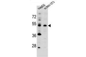 Western Blotting (WB) image for anti-Potassium Channel Modulatory Factor 1 (KCMF1) (AA 287-316), (C-Term) antibody (ABIN952992)