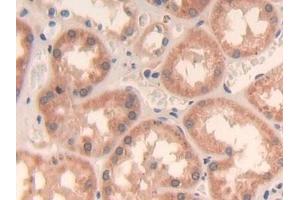 Immunohistochemistry (IHC) image for anti-Growth Hormone Releasing Hormone (GHRH) (AA 19-108) antibody (ABIN7429781)