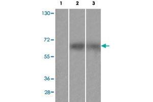 Western blot analysis of Lane 1: antigen-specific peptide treated Huvec cells, Lane 2: HuvEc cells, Lane 3: JK cells with FRS2 (phospho Y436) polyclonal antibody  at 1:500-1000 dilution. (FRS2 Antikörper  (pTyr436))