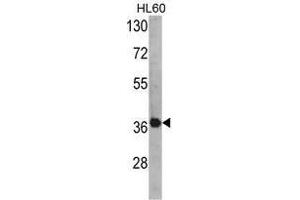 Image no. 1 for anti-Activator of HSP90 ATPase Activity 1 (AHSA1) (N-Term) antibody (ABIN452726) (AHSA1 Antikörper  (N-Term))
