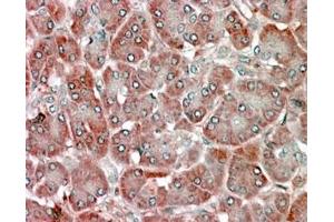 ABIN185365 (5µg/ml) staining of paraffin embedded Human Pancreas. (RBP1 Antikörper  (C-Term))