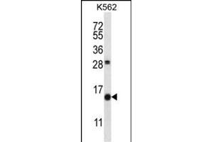 SCGB1D2 Antibody (Center) (ABIN657715 and ABIN2846703) western blot analysis in K562 cell line lysates (35 μg/lane). (SCGB1D2 Antikörper  (AA 22-50))