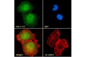 (ABIN263149) Immunofluorescence analysis of paraformaldehyde fixed A549 cells, permeabilized with 0. (ETV1 Antikörper  (Internal Region))