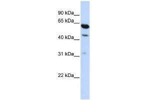 WB Suggested Anti-HEPACAM2 Antibody Titration:  0. (HEPACAM2 Antikörper  (Middle Region))