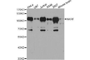 Western blot analysis of extracts of various cell lines, using NKRF antibody (ABIN5972800) at 1/1000 dilution. (NKRF Antikörper)