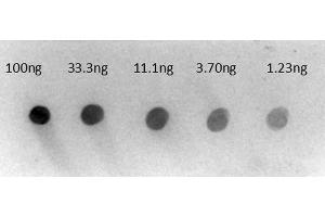 Dot Blot of Rabbit Anti-Human IgG gamma chain Alkaline Phosphatase Conjugated Antibody. (Kaninchen anti-Human IgG (Heavy Chain) Antikörper (Alkaline Phosphatase (AP)) - Preadsorbed)