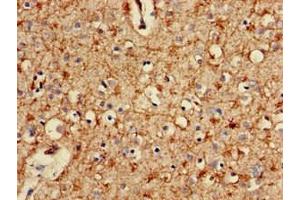 Immunohistochemistry of paraffin-embedded human brain tissue using ABIN7164948 at dilution of 1:100 (PSMA2 Antikörper  (AA 120-227))