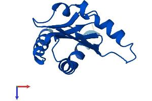 MAPKSP1 Protein (AA 1-124) (His tag)
