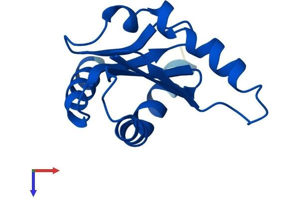 MAPKSP1 Protein (AA 1-124) (His tag)