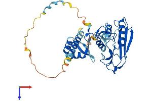 Deltex Homolog 3 Protein (AA 1-347) (His tag)