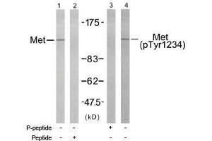 Image no. 1 for anti-Met Proto-Oncogene (MET) (pTyr1234) antibody (ABIN196973) (c-MET Antikörper  (pTyr1234))