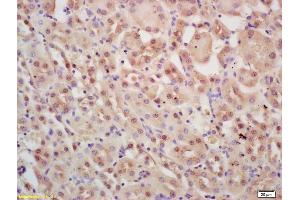 Formalin-fixed and paraffin embedded mouse kidney labeled with Rabbit Anti INTS3 Polyclonal Antibody, Unconjugated (ABIN1387357) at 1:200 followed by conjugation to the secondary antibody and DAB staining (INTS3 Antikörper  (AA 960-998))