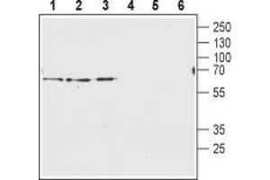 Western blot analysis of rat brain membranes (lanes 1 and 4), mouse brain membranes (lanes 2 and 5) and human U-87 MG glyoblastoma lysates (lanes 3 and 6): - 1-3. (SLC32A1 Antikörper  (Cytosolic, N-Term))