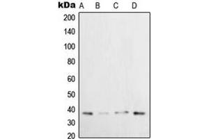 Western blot analysis of XRCC3 expression in HeLa (A), H1299 (B), U2OS (C), HepG2 (D) whole cell lysates.