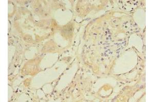 Immunohistochemistry of paraffin-embedded human kidney tissue using ABIN7160712 at dilution of 1:100 (NAT8 Antikörper  (AA 64-227))