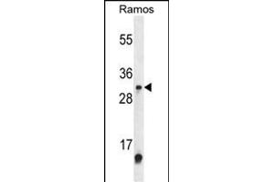 Western blot analysis of METTL1 Antibody (Center) (ABIN653843 and ABIN2843107) in Ramos cell line lysates (35 μg/lane). (METTL1 Antikörper  (AA 147-175))