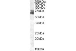Image no. 1 for anti-Aryl Hydrocarbon Receptor Nuclear Translocator-Like (ARNTL) (both Isoforms), (Internal Region) antibody (ABIN375102) (ARNTL Antikörper  (both Isoforms, Internal Region))