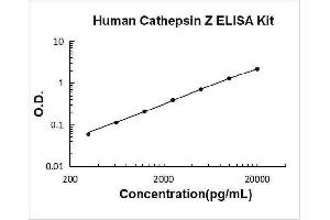 Cathepsin Z (CTSZ) ELISA Kit