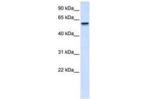 Image no. 1 for anti-Tripartite Motif Containing 41 (TRIM41) (C-Term) antibody (ABIN6740405) (TRIM41 Antikörper  (C-Term))
