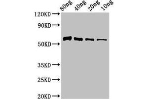 anti-Thiaminase-1 (AA 30-409) antibody