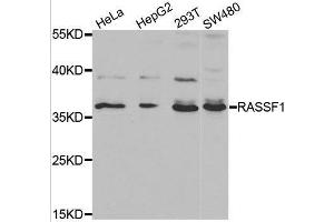 Western blot analysis of extracts of various cell lines, using RASSF1 antibody. (RASSF1 Antikörper  (AA 101-340))