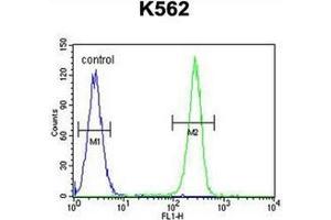Fllow cytometric analysis of K562 cells using AP53076PU-N (right histogram) compared to a negative control cell (left histogram). (Q9H346 (AA 251-281), (C-Term) Antikörper)