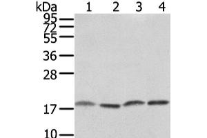 Western Blot analysis of PC3, TM4, hela and K562 cell using VAMP4 Polyclonal Antibody at dilution of 1/650