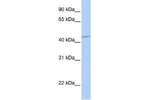 GABRA5 antibody used at 1 ug/ml to detect target protein. (GABRA5 Antikörper)