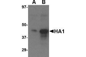 Western Blotting (WB) image for anti-Hemagglutinin antibody (Influenza A Virus H5N1) (Center) (ABIN2457870) (Hemagglutinin Antikörper  (Center))